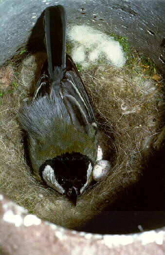 Cinciallegra (Parus major) in cova  foto G.Premuda