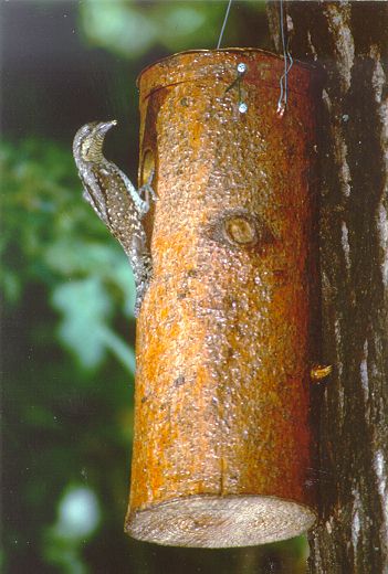 Torcicollo (Jynx torquilla)  foto G.Premuda