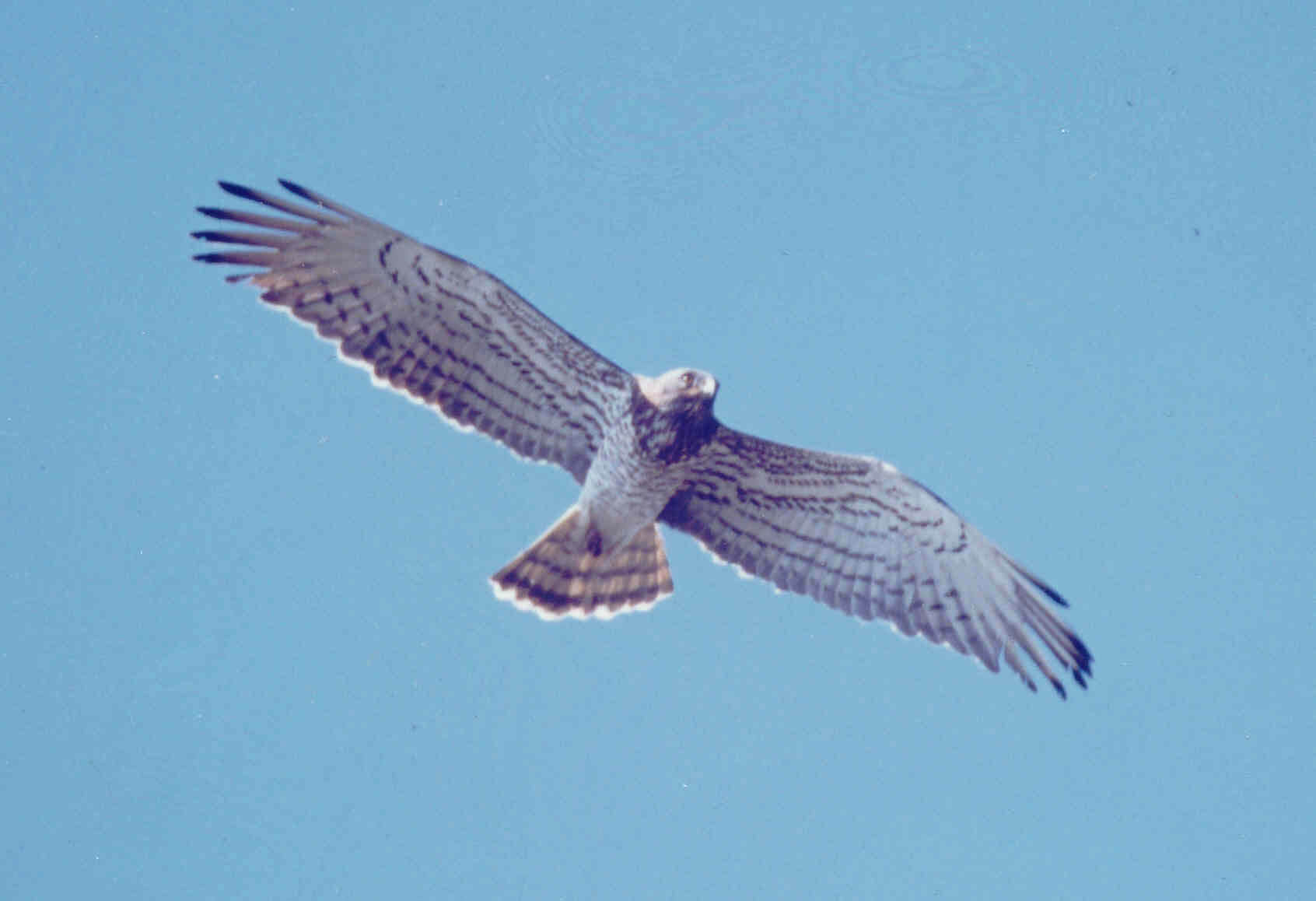 Biancone Circaetus gallicus (Alpi Apuane) - Copyright G.Premuda