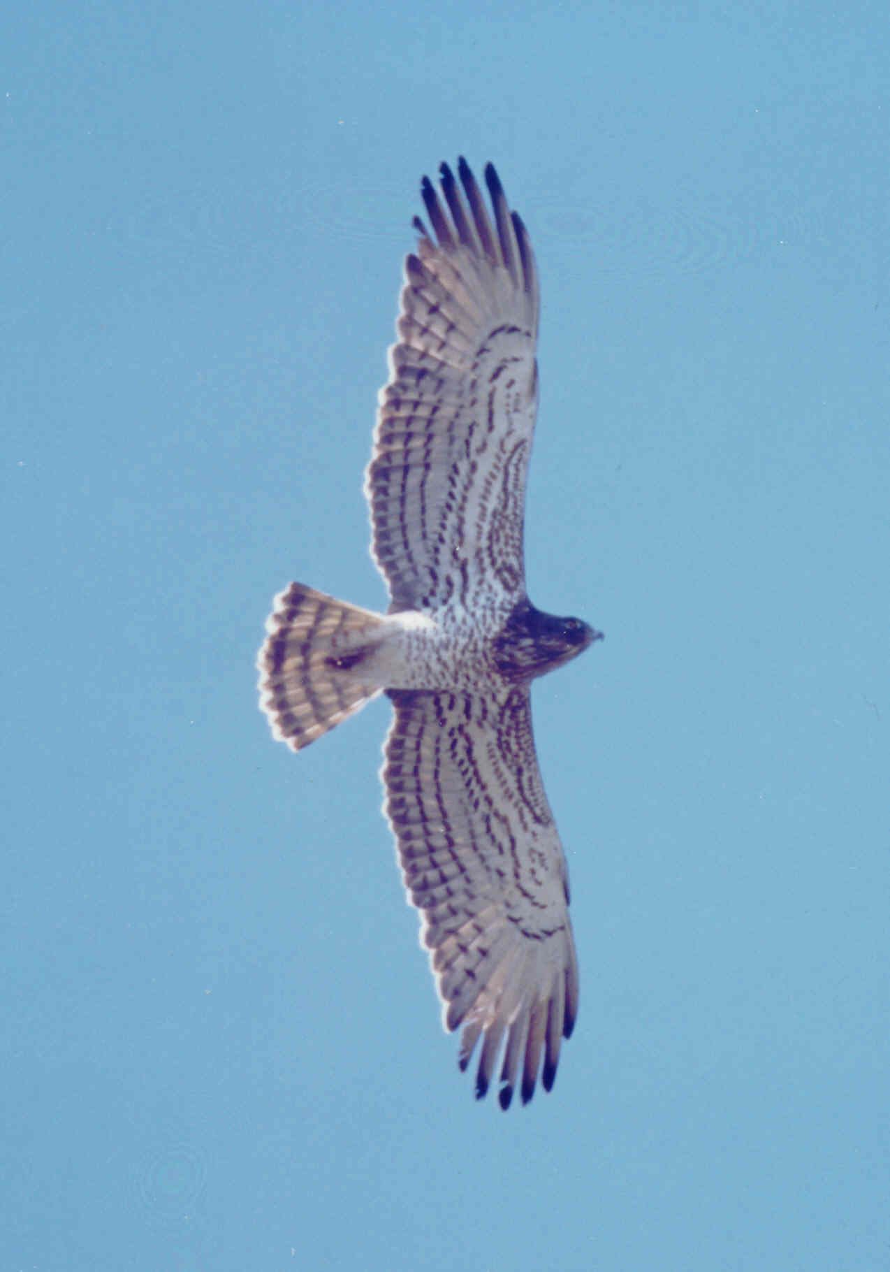 Biancone Circaetus gallicus (Alpi Apuane) - Copyright G.Premuda