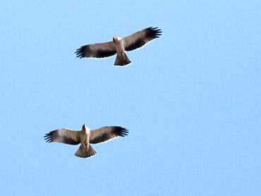 Aquila minore Hieraaetus pennatus (Delta del Po) - Copyright G.Premuda