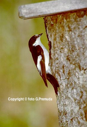 Balia nera - maschio (Ficedula hypoleuca)  foto G.Premuda